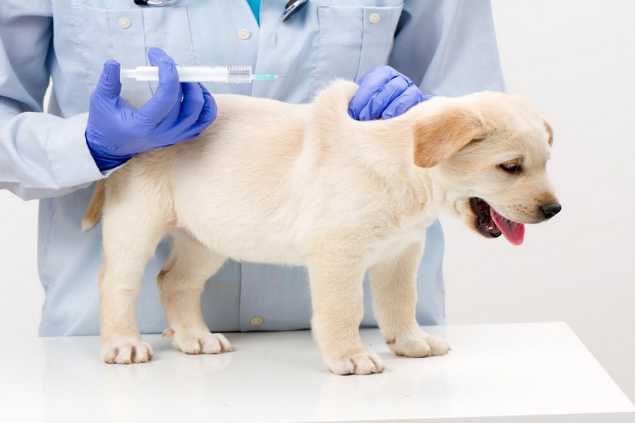 Vaccine Side Effects: What to Expect After Vaccinating Your Pet